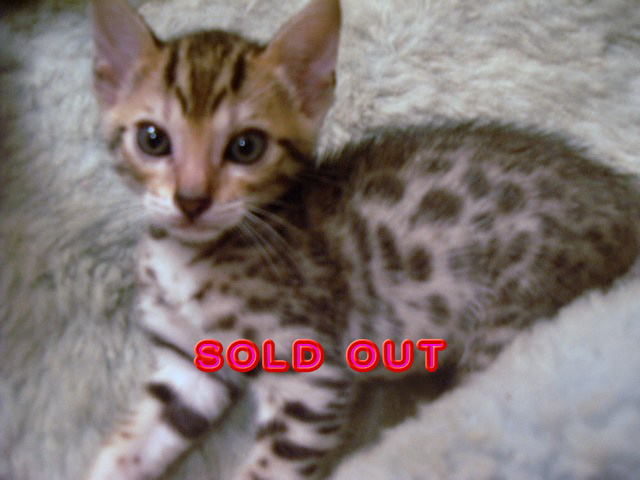            SOLD OUT 