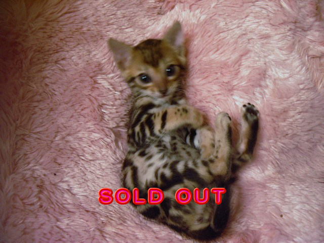               SOLD OUT 