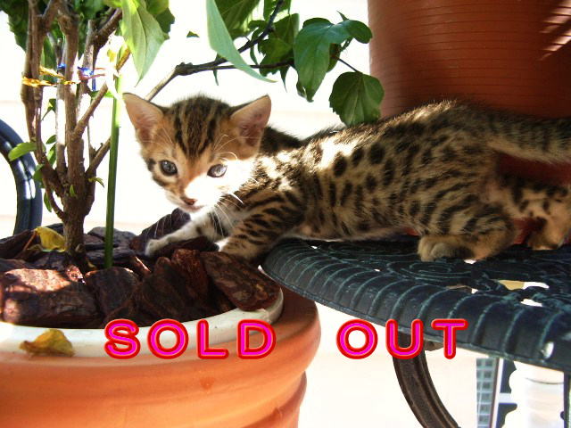          SOLD  OUT
