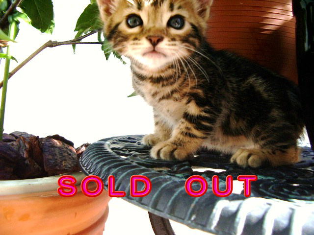          SOLD  OUT