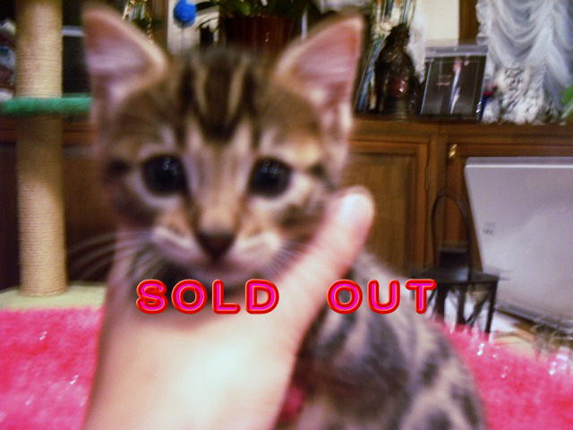       SOLD  OUT