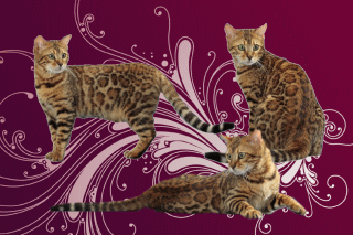 ベンガル猫画像